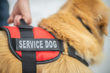 Service animals and emotional support animals fair housing compliance for landlords in Tampa Bay